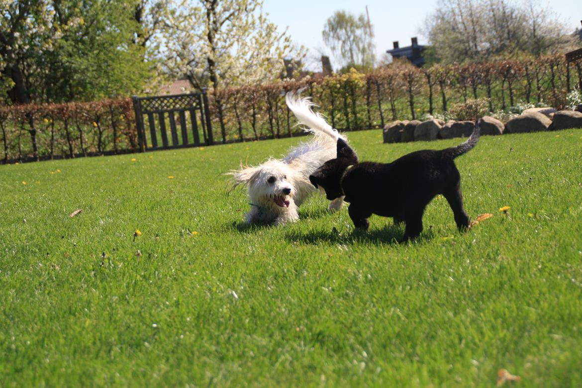 Labrador retriever Anton - Anton's nye legekammerat Balou. Selvom det tog lidt tid for Anton at blive tryg, endte det med de legede i flere timer :D
02/05-2012. billede 6