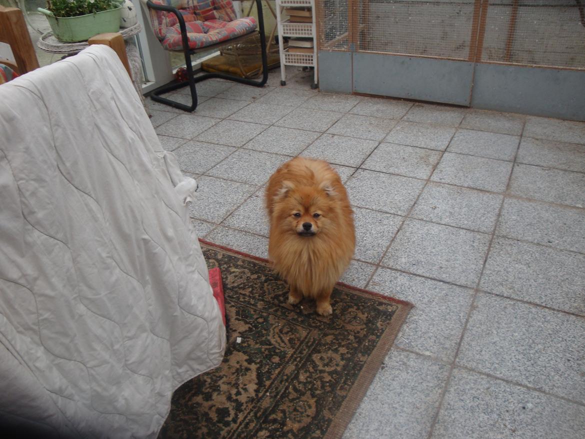 Pomeranian Mulle - store bededag i udestuen mulle helt alene.... billede 12