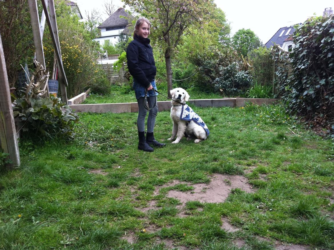 Golden retriever Lapaia's Chang [Hvapz] - ''Sit... Dygtig Hvapz!<3<3'' billede 5