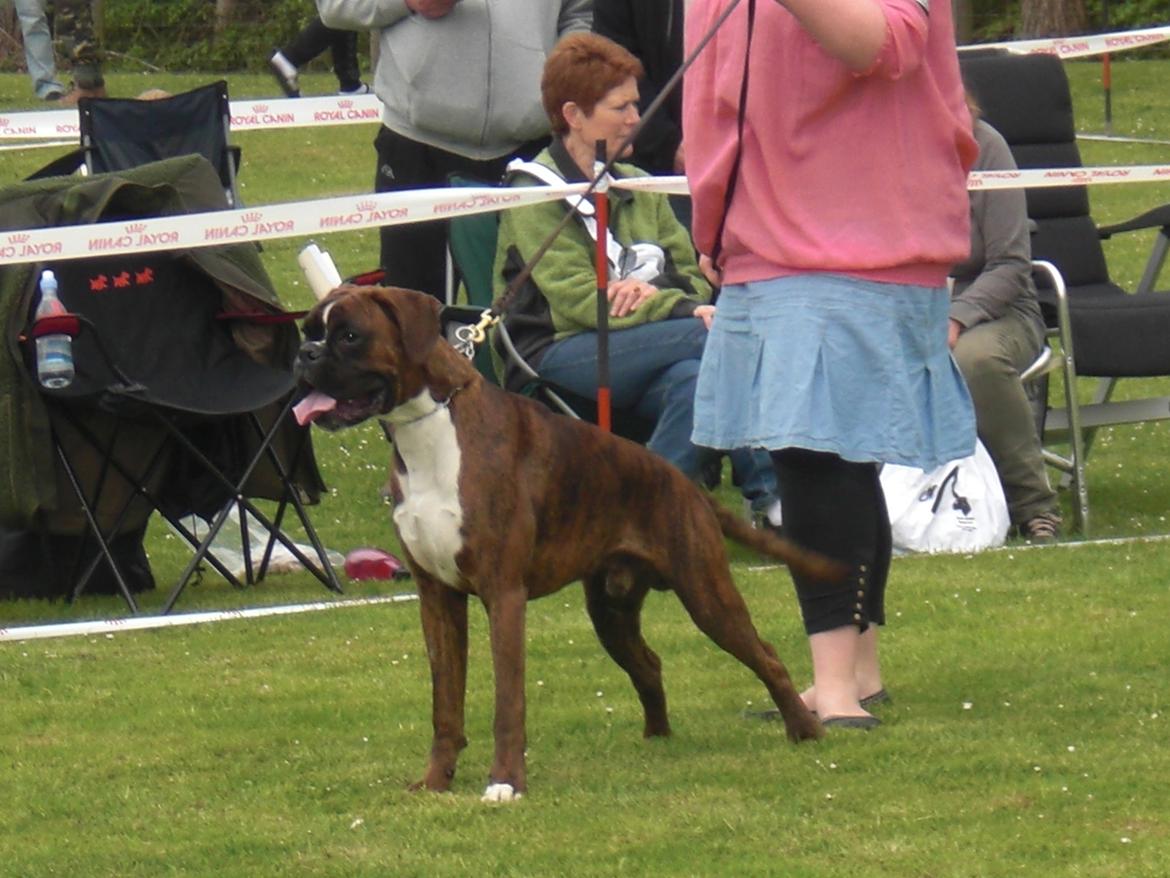 Boxer Hearts of Hope's High Roller (Levi) - 9,5 måned billede 2