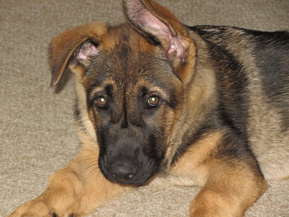 Schæferhund zako billede 12