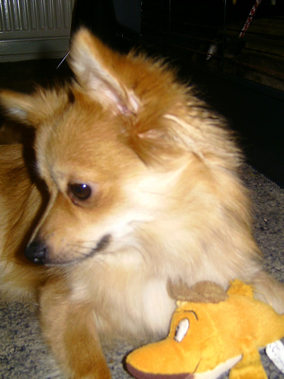 Blanding af racer Bellis :) billede 6