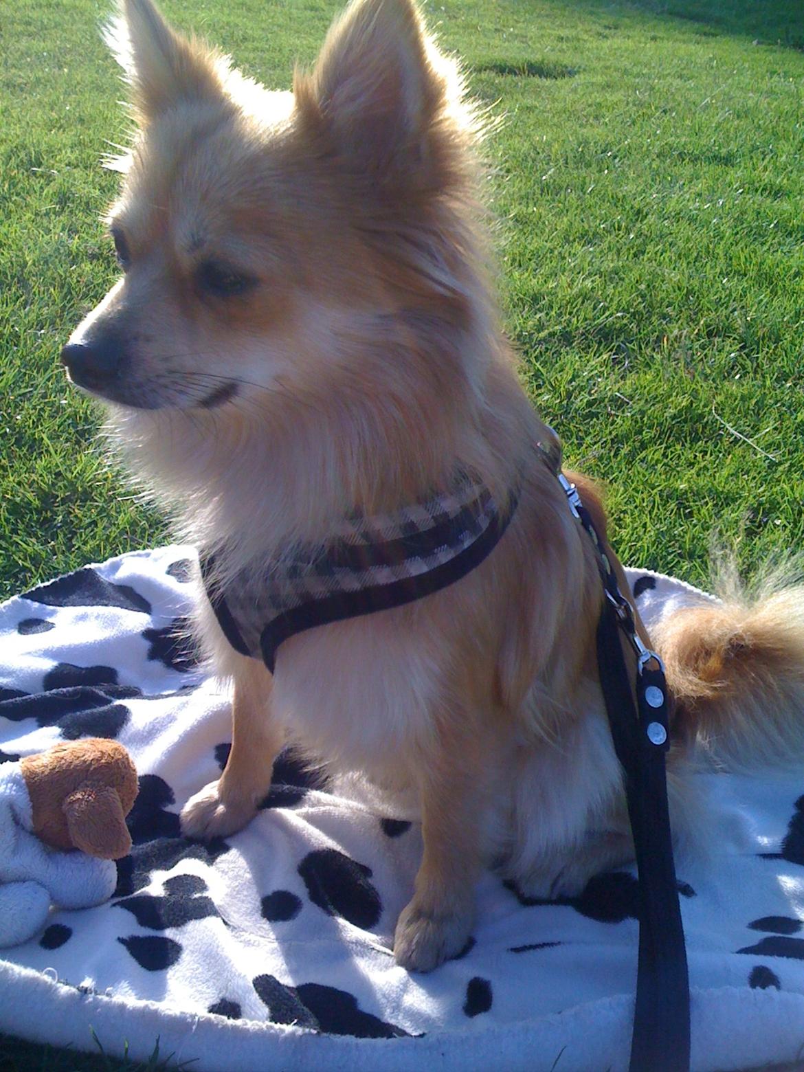 Blanding af racer Bellis :) billede 7