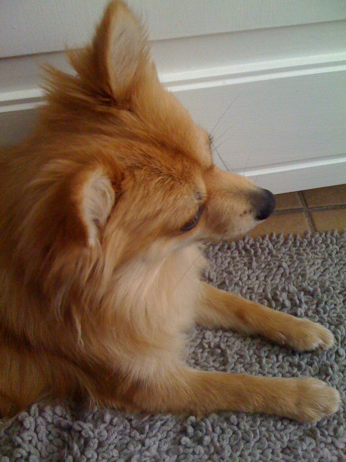 Blanding af racer Bellis :) billede 8