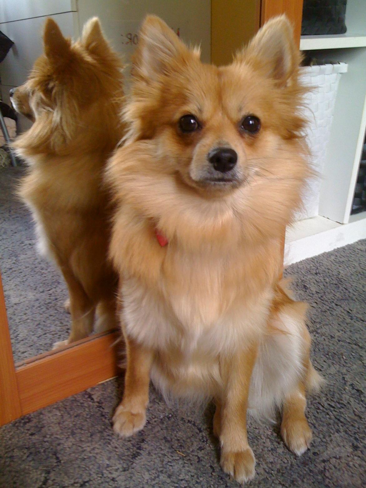 Blanding af racer Bellis :) billede 9