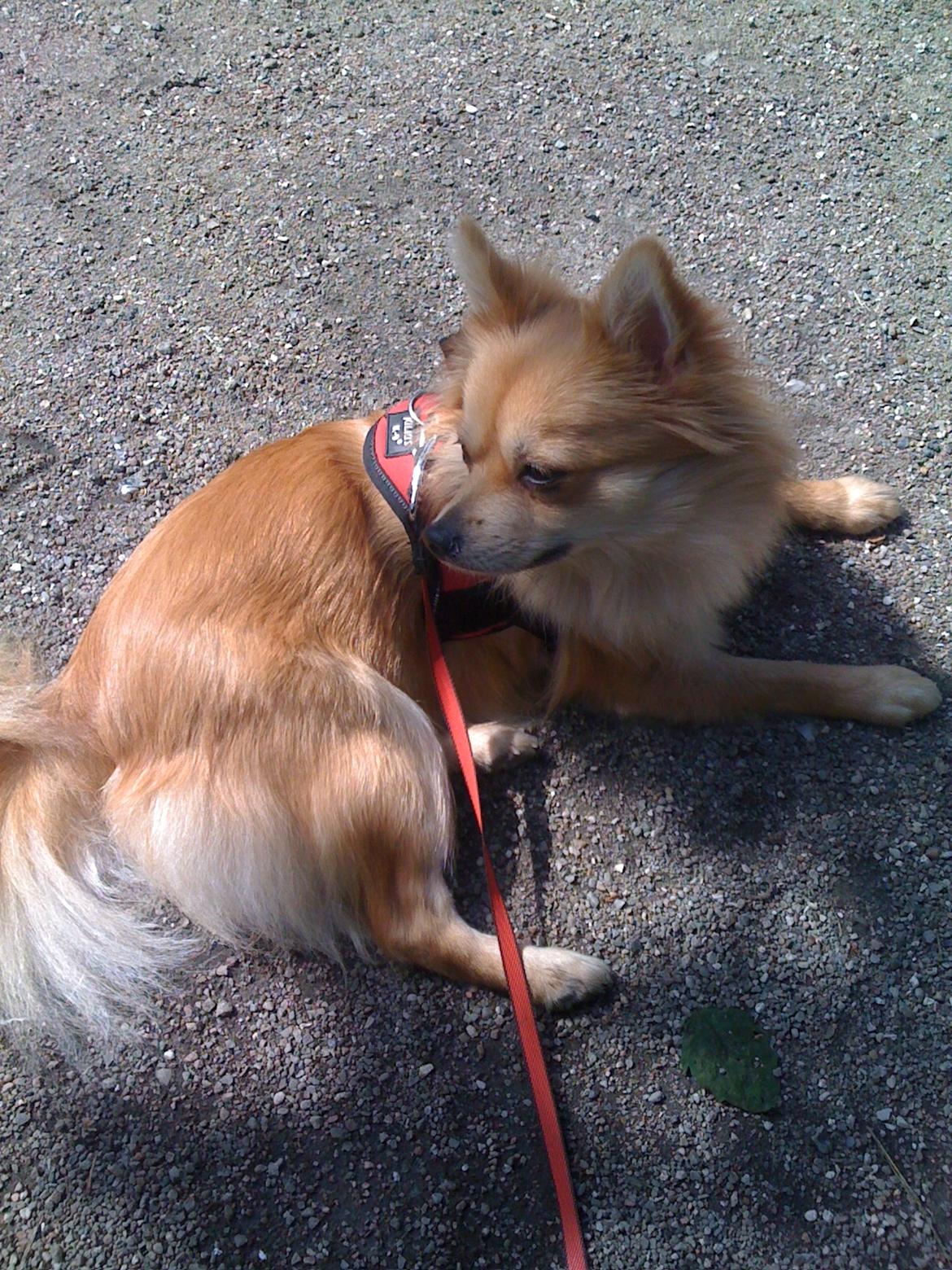 Blanding af racer Bellis :) billede 10