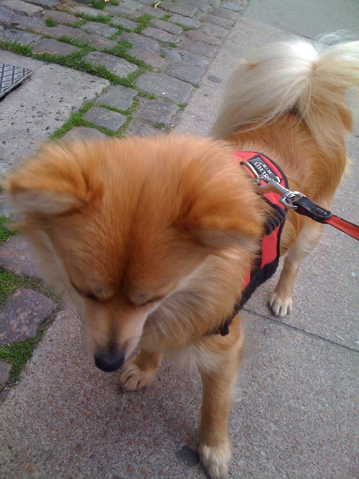 Blanding af racer Bellis :) billede 11