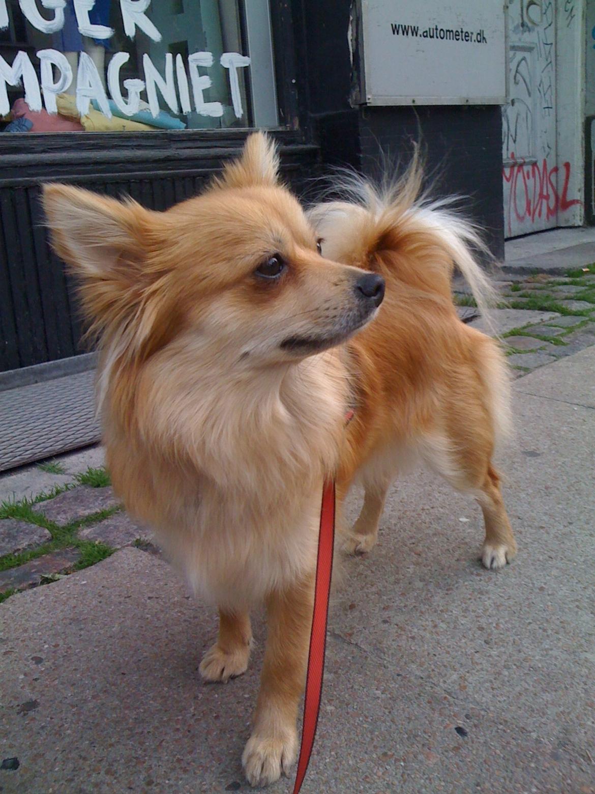 Blanding af racer Bellis :) billede 12