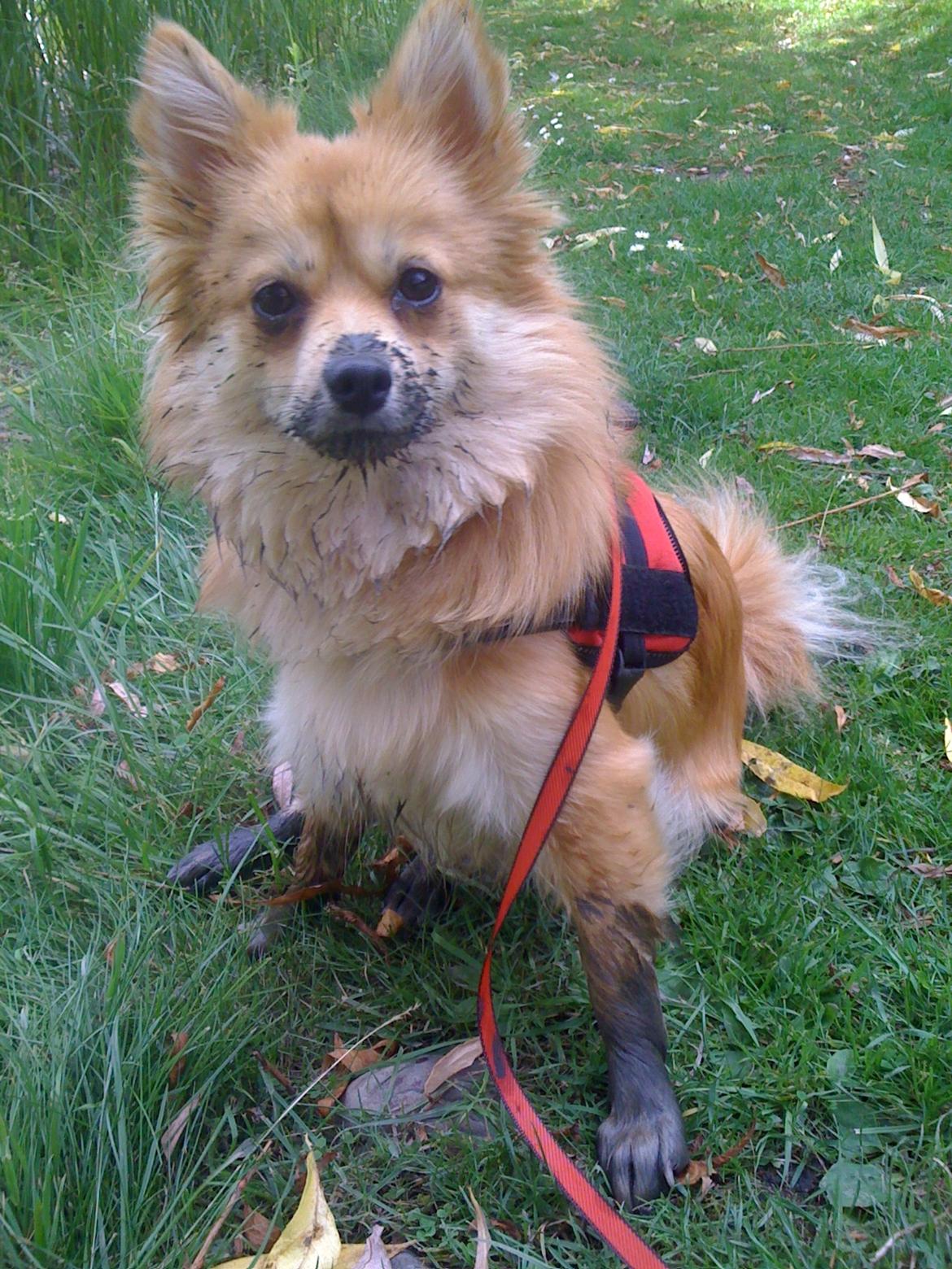 Blanding af racer Bellis :) billede 13