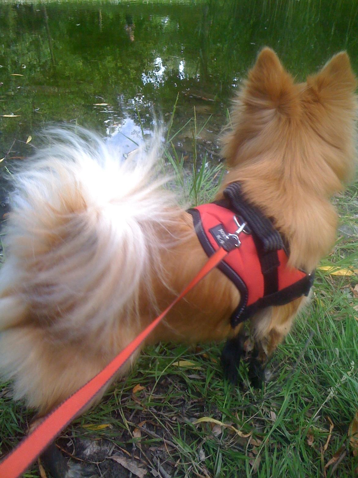 Blanding af racer Bellis :) billede 14