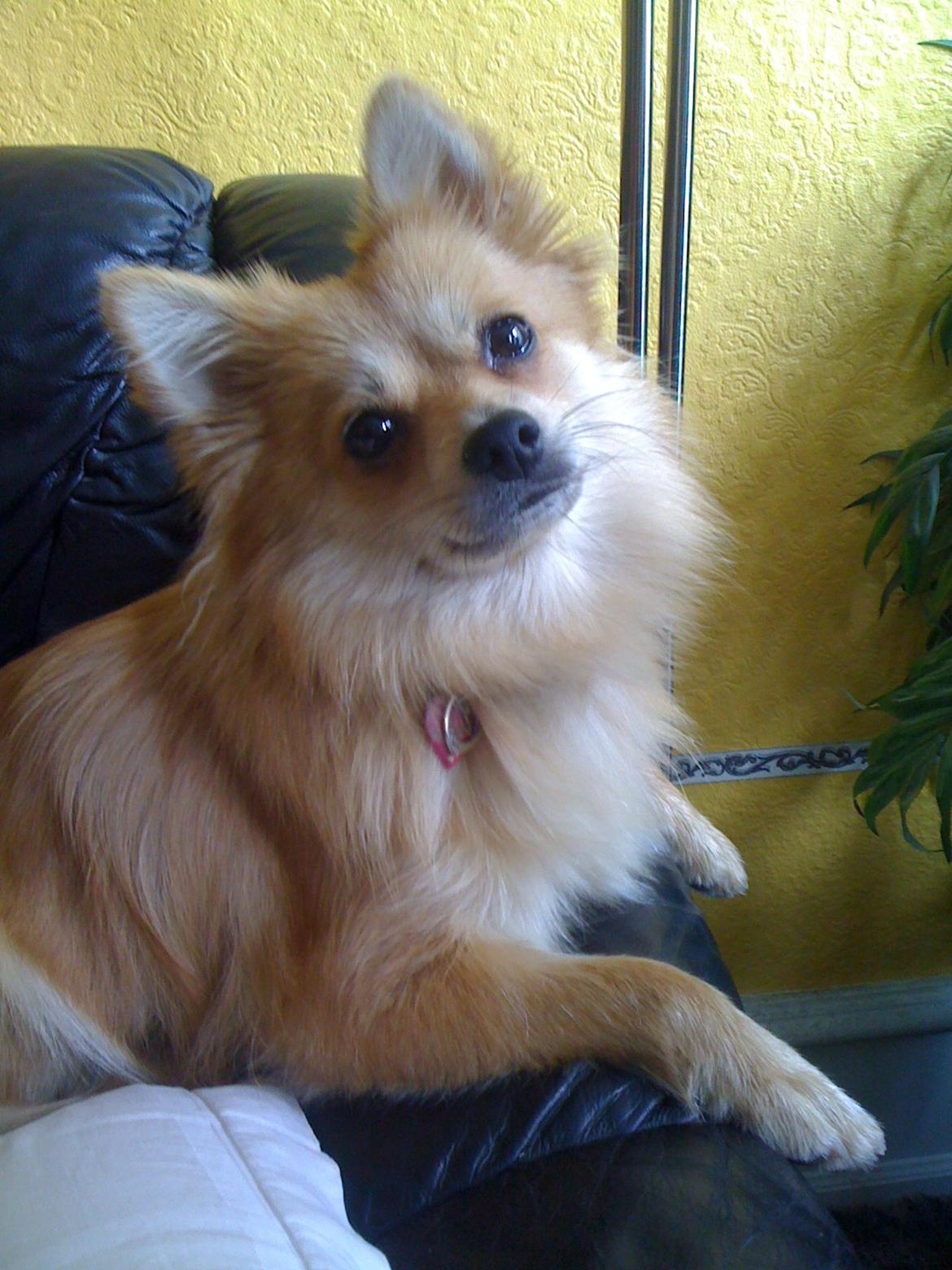 Blanding af racer Bellis :) billede 15