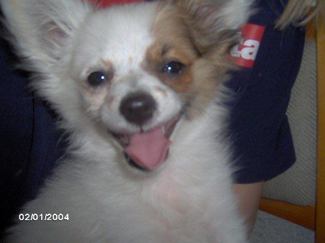 Blanding af racer Snoopy - Den dato som står i hjørnet kan i ikke regne for han er fra 2012 billede 8