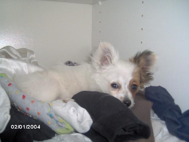 Blanding af racer Snoopy billede 10