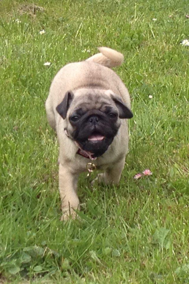 Mops Lara - Smiiil til fotografen! billede 6