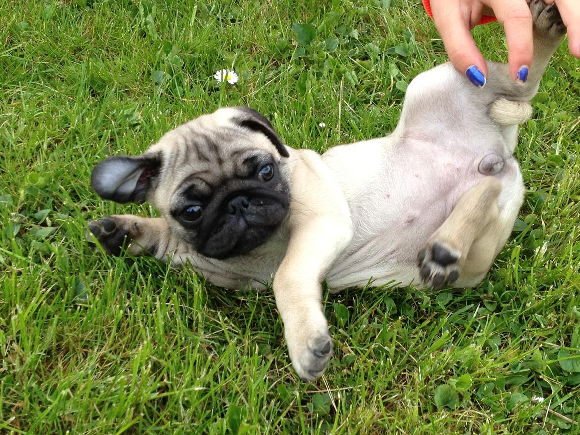 Mops Lara billede 13