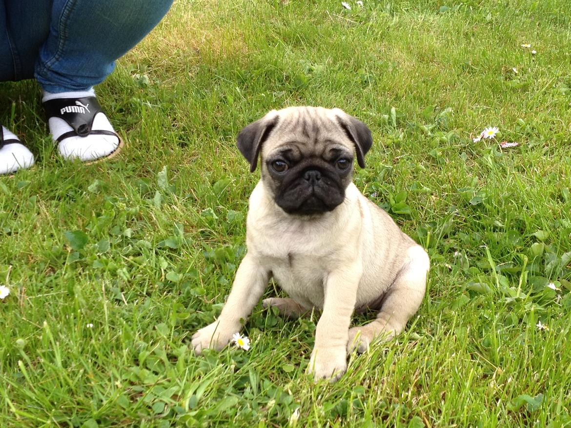 Mops Lara billede 18