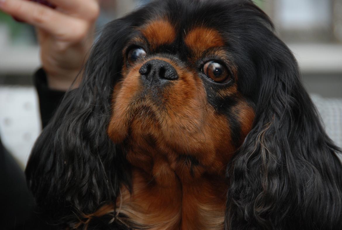 Cavalier king charles spaniel Cquita (Kita) <3 billede 5