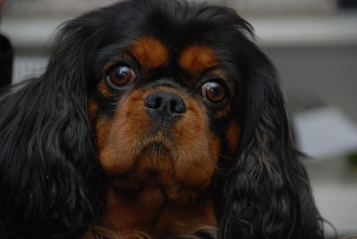 Cavalier king charles spaniel Cquita (Kita) <3 billede 1