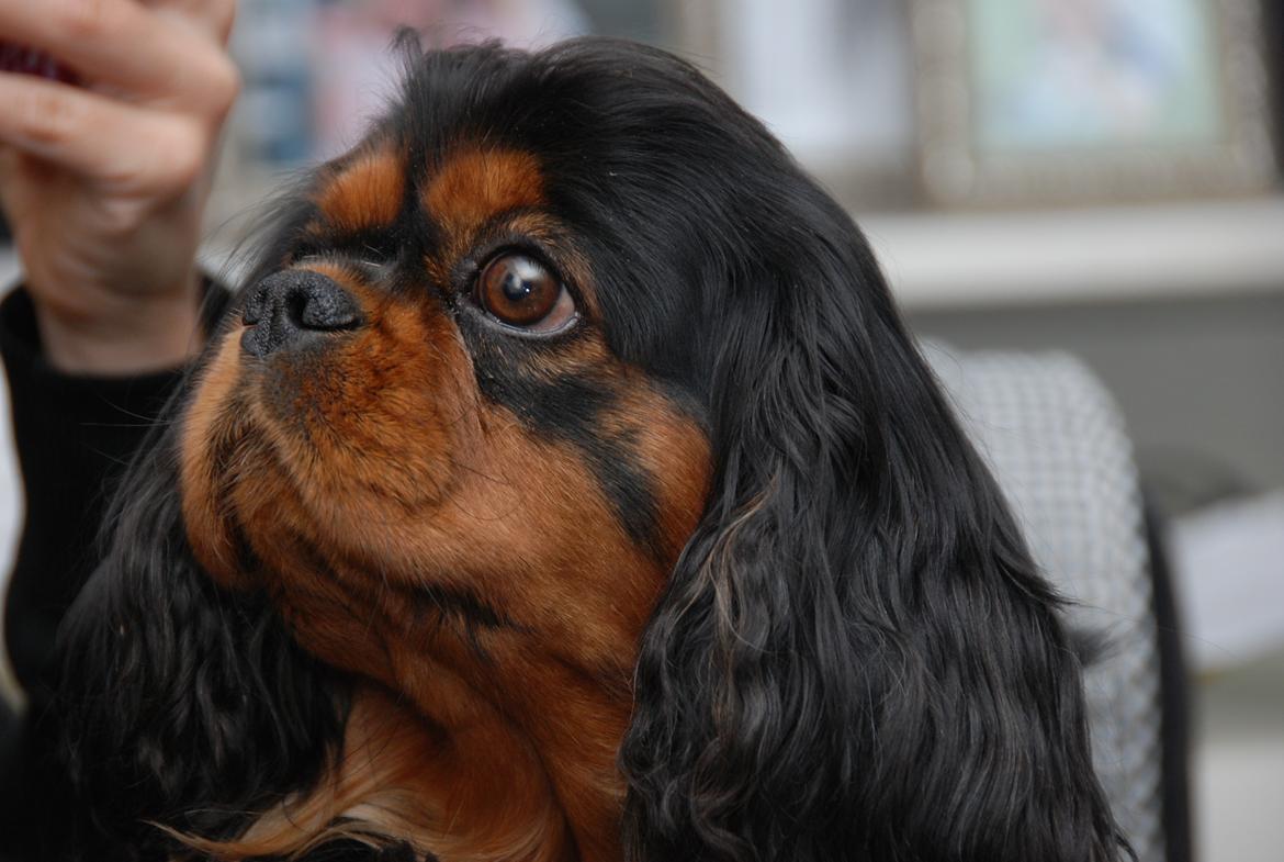 Cavalier king charles spaniel Cquita (Kita) <3 billede 6