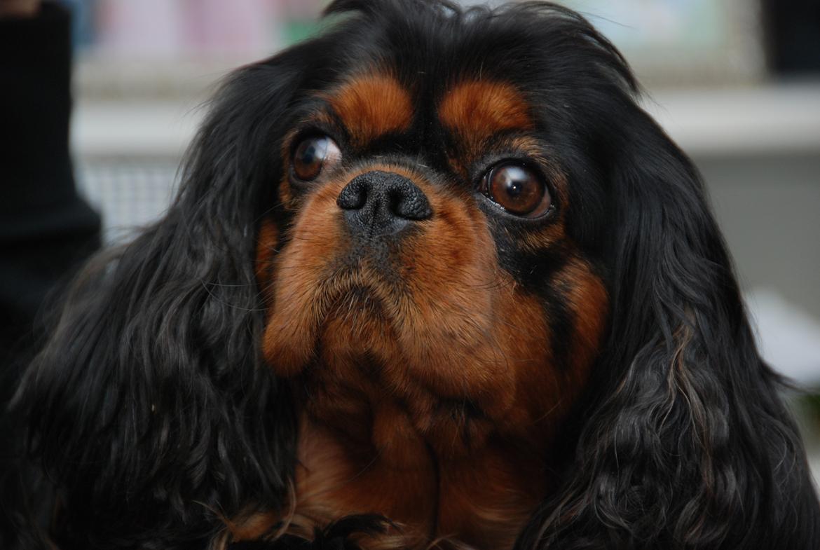 Cavalier king charles spaniel Cquita (Kita) <3 billede 7