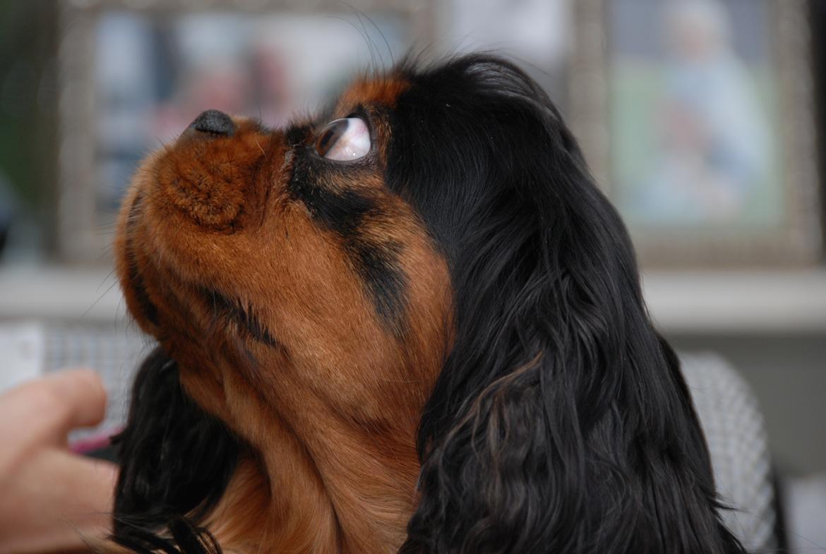 Cavalier king charles spaniel Cquita (Kita) <3 billede 8
