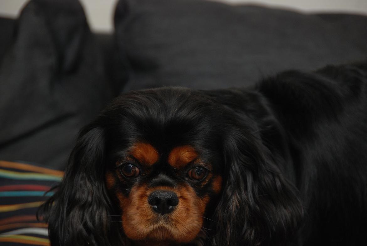 Cavalier king charles spaniel Cquita (Kita) <3 billede 9