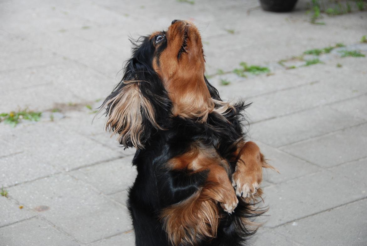 Cavalier king charles spaniel Cquita (Kita) <3 billede 2