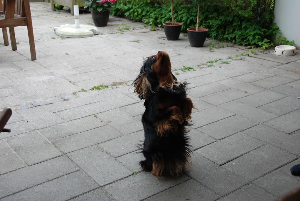 Cavalier king charles spaniel Cquita (Kita) <3 billede 10