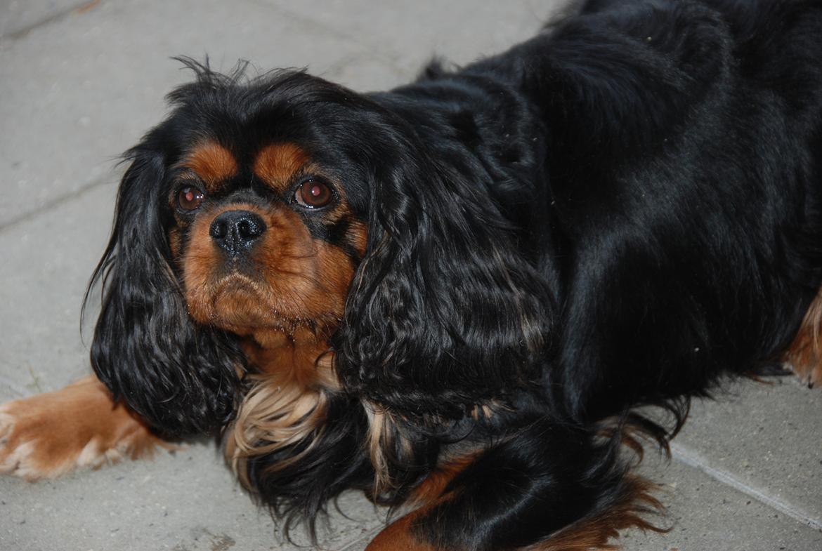 Cavalier king charles spaniel Cquita (Kita) <3 billede 11