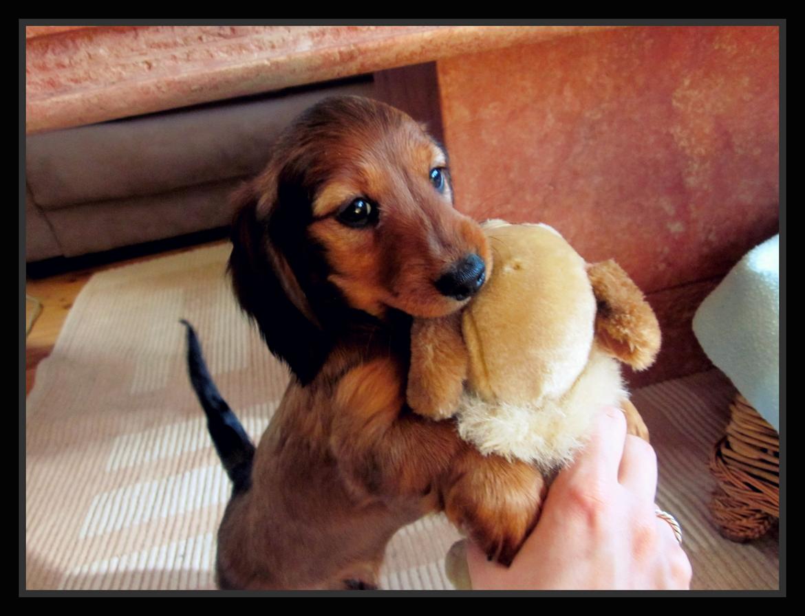 Dværggravhund Vibes Fabian - Fabian er vidst ret glad for sin nye bamse... billede 1