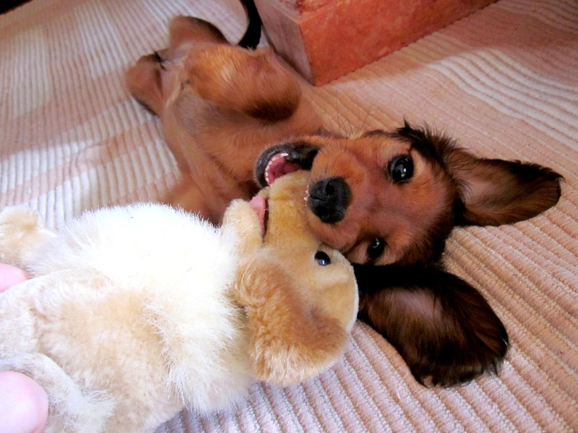 Dværggravhund Vibes Fabian - Han er bare den sødeste når han leger! billede 3