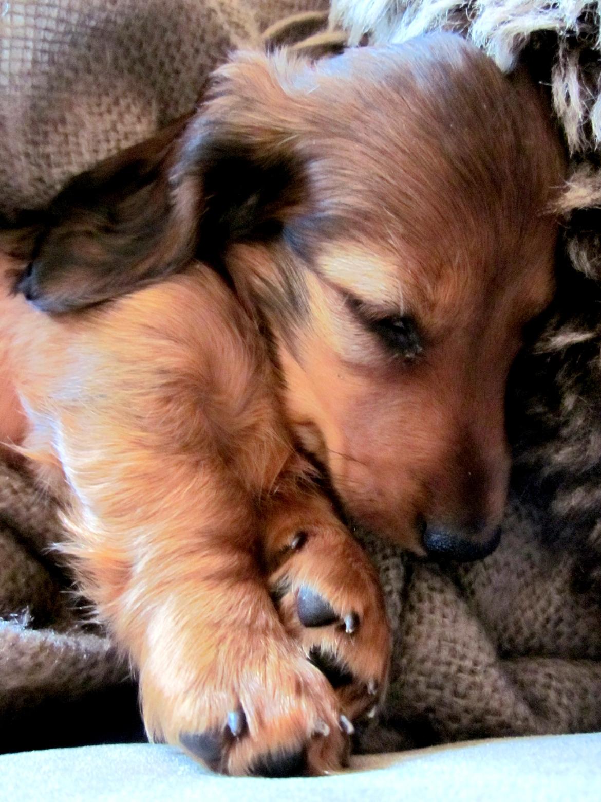 Dværggravhund Vibes Fabian - Så er det puttetid billede 4