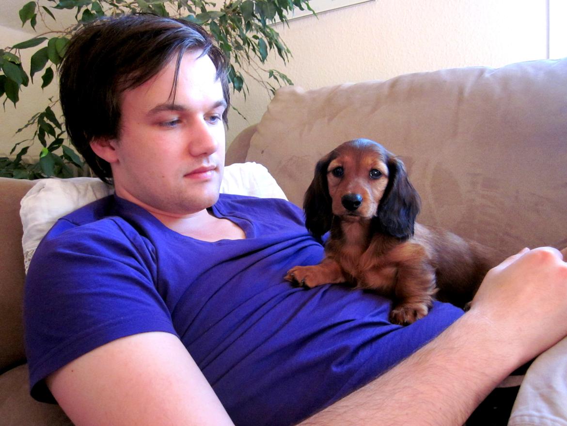 Dværggravhund Vibes Fabian - Min storebror og Fabian :) billede 5