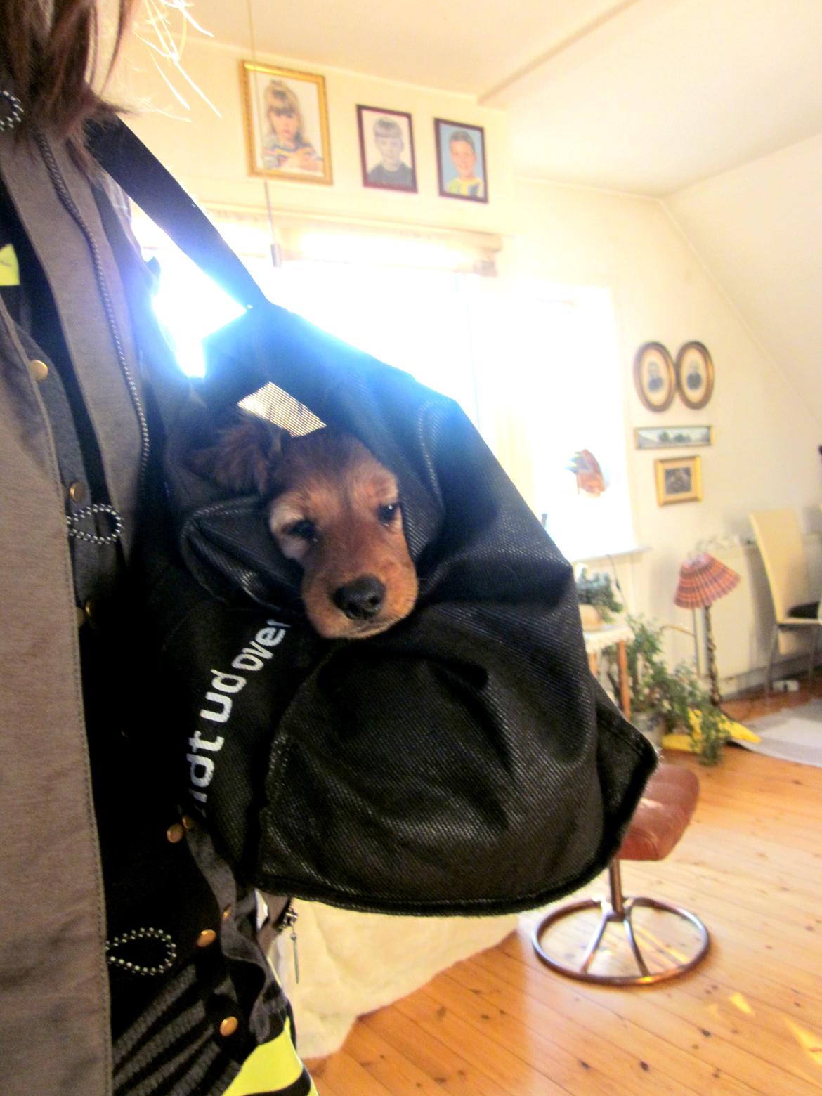 Dværggravhund Vibes Fabian - Når vi skal ud og gå tur, kan Fabian ikke gå så langt, og så bliver han nødt til at blive båret i en taske hen til stedet. billede 6