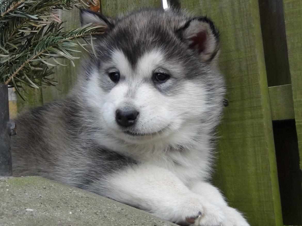 Alaskan malamute Aiko - Aiko 6 uger billede 1