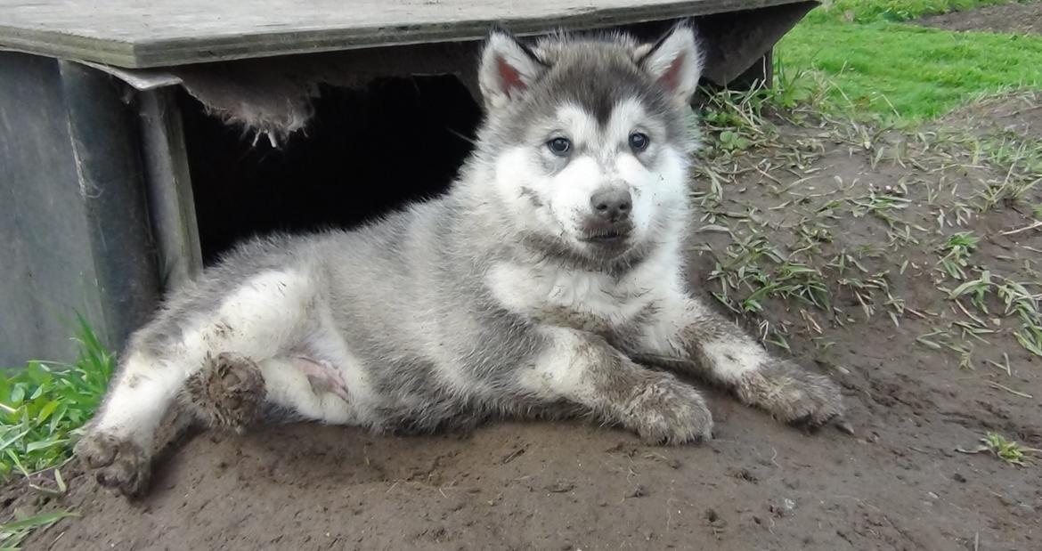 Alaskan malamute Aiko - Aiko 7 uger billede 4