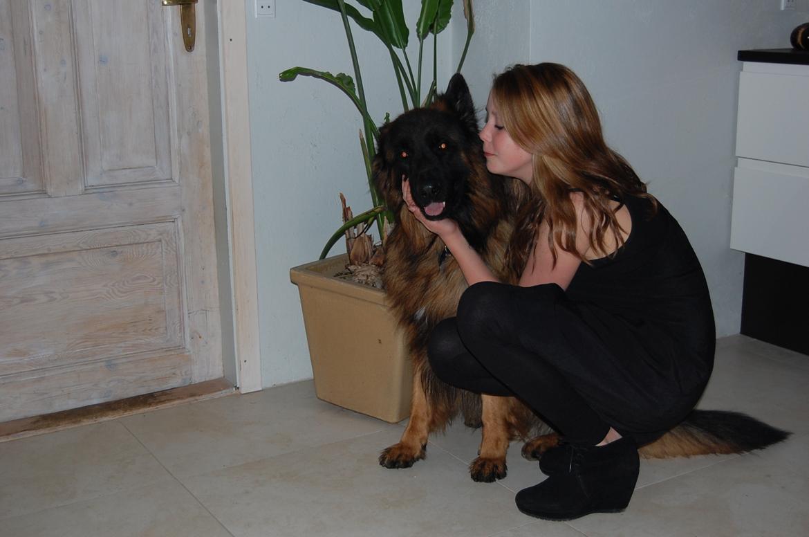 Schæferhund (langhåret)Egåen's Bosco<33 - MIg og Bosco<'3 billede 20