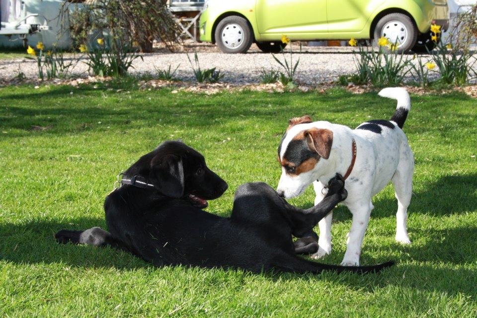 Blanding af racer Fredenslund's Andy - Andy og Hubert - 12 uger :) - foto: Mia Rosenlyst billede 7