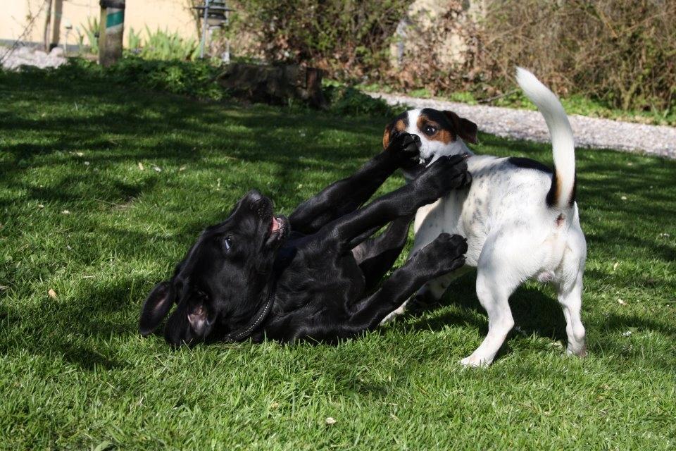 Blanding af racer Fredenslund's Andy - Andy og Hubert - 12 uger :) - foto: Mia Rosenlyst billede 18