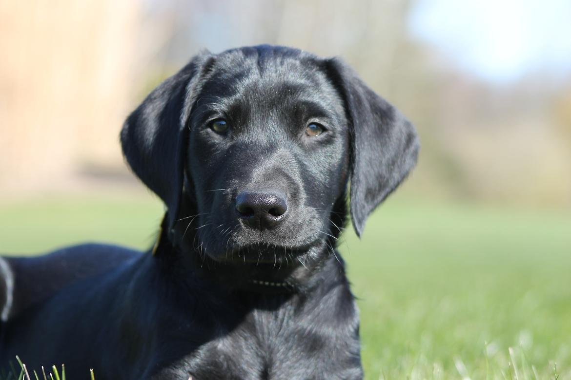 Blanding af racer Fredenslund's Andy - Andy - foto: Sanni Steinskog K. billede 13