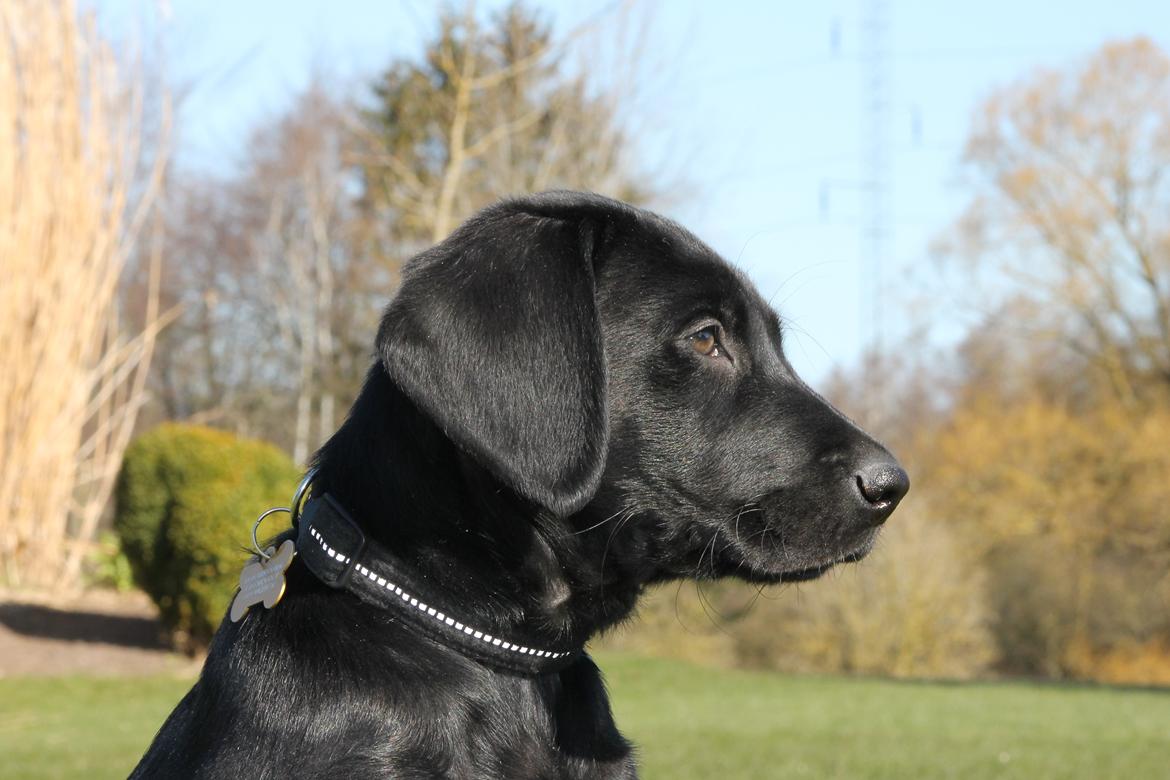 Blanding af racer Fredenslund's Andy - Andy - foto: Sanni Steinskog K. billede 8