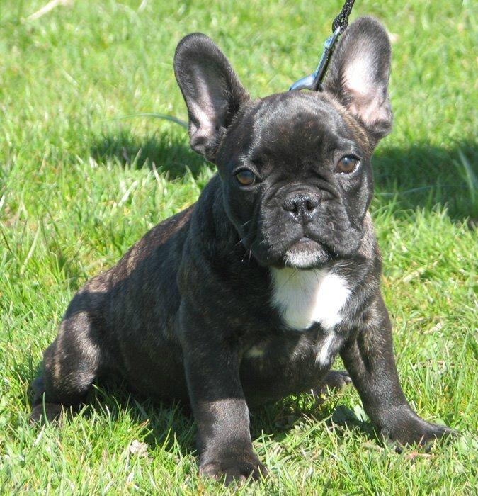Fransk bulldog Wiufgaard´s Cléo billede 11