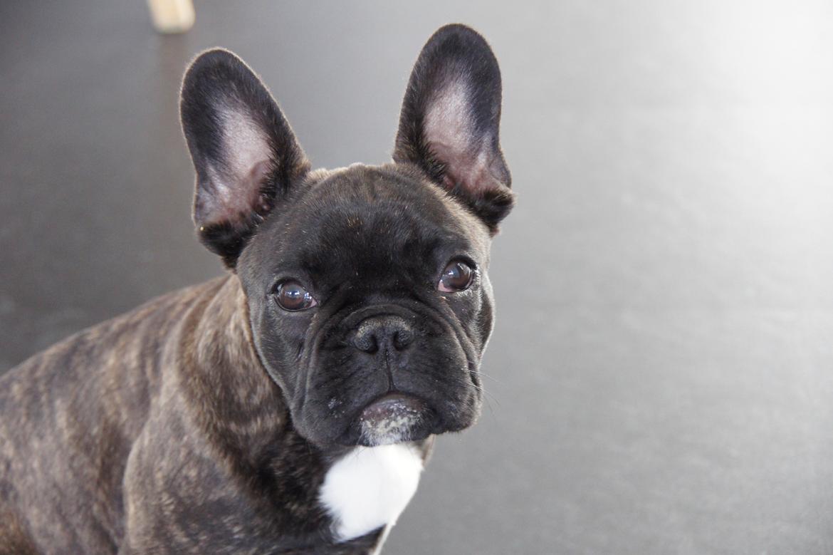 Fransk bulldog Wiufgaard´s Cléo billede 14
