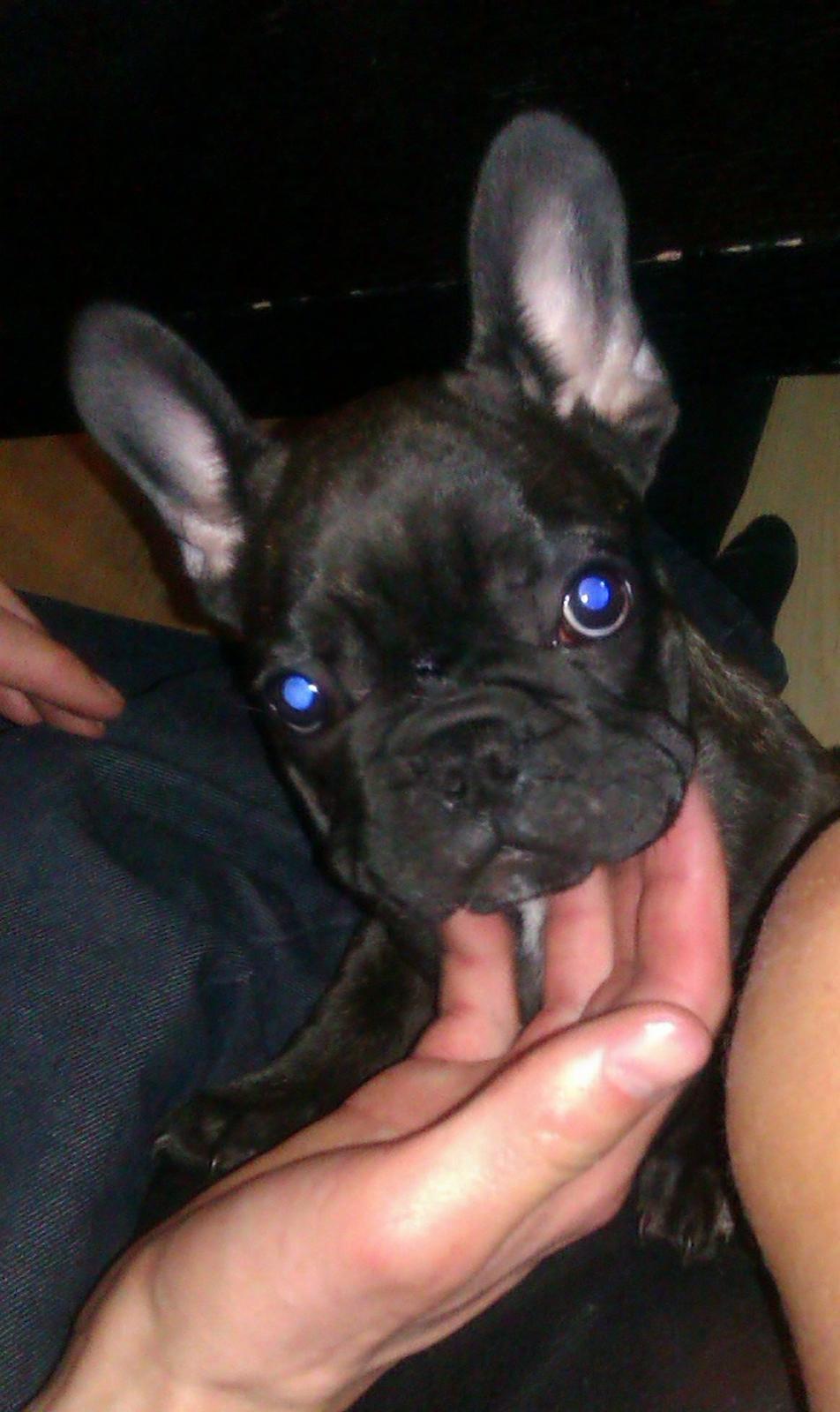 Fransk bulldog Alfonce billede 1