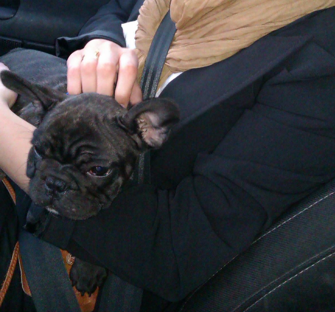 Fransk bulldog Alfonce billede 2