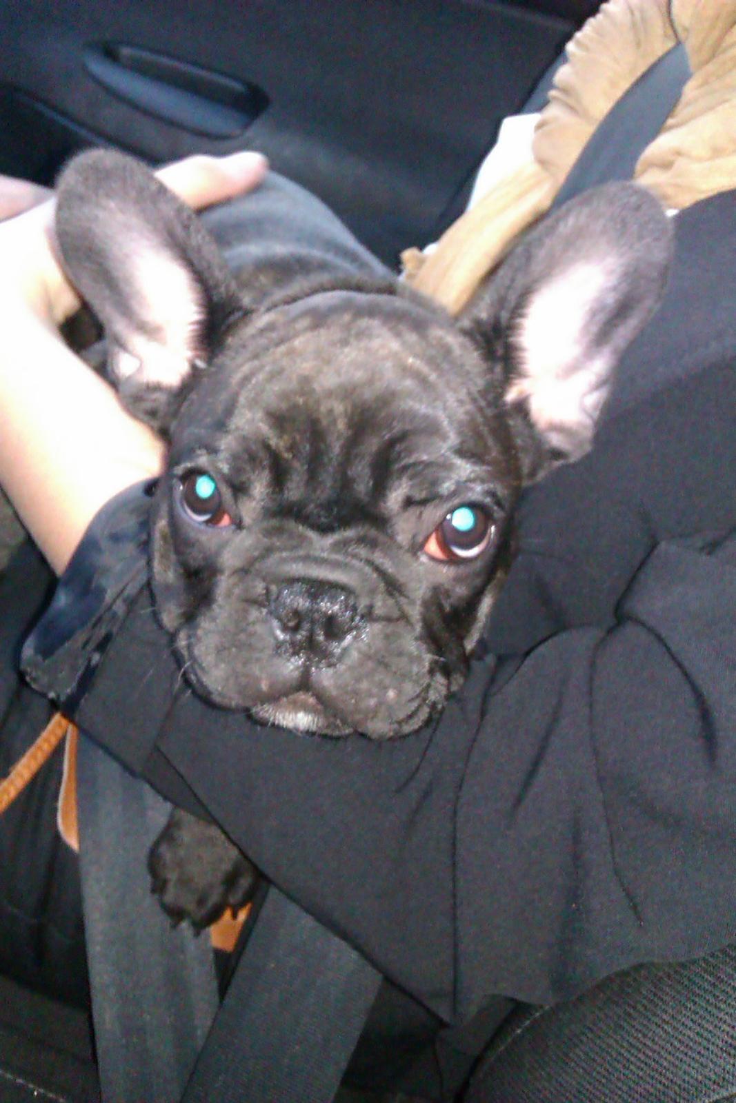 Fransk bulldog Alfonce billede 3