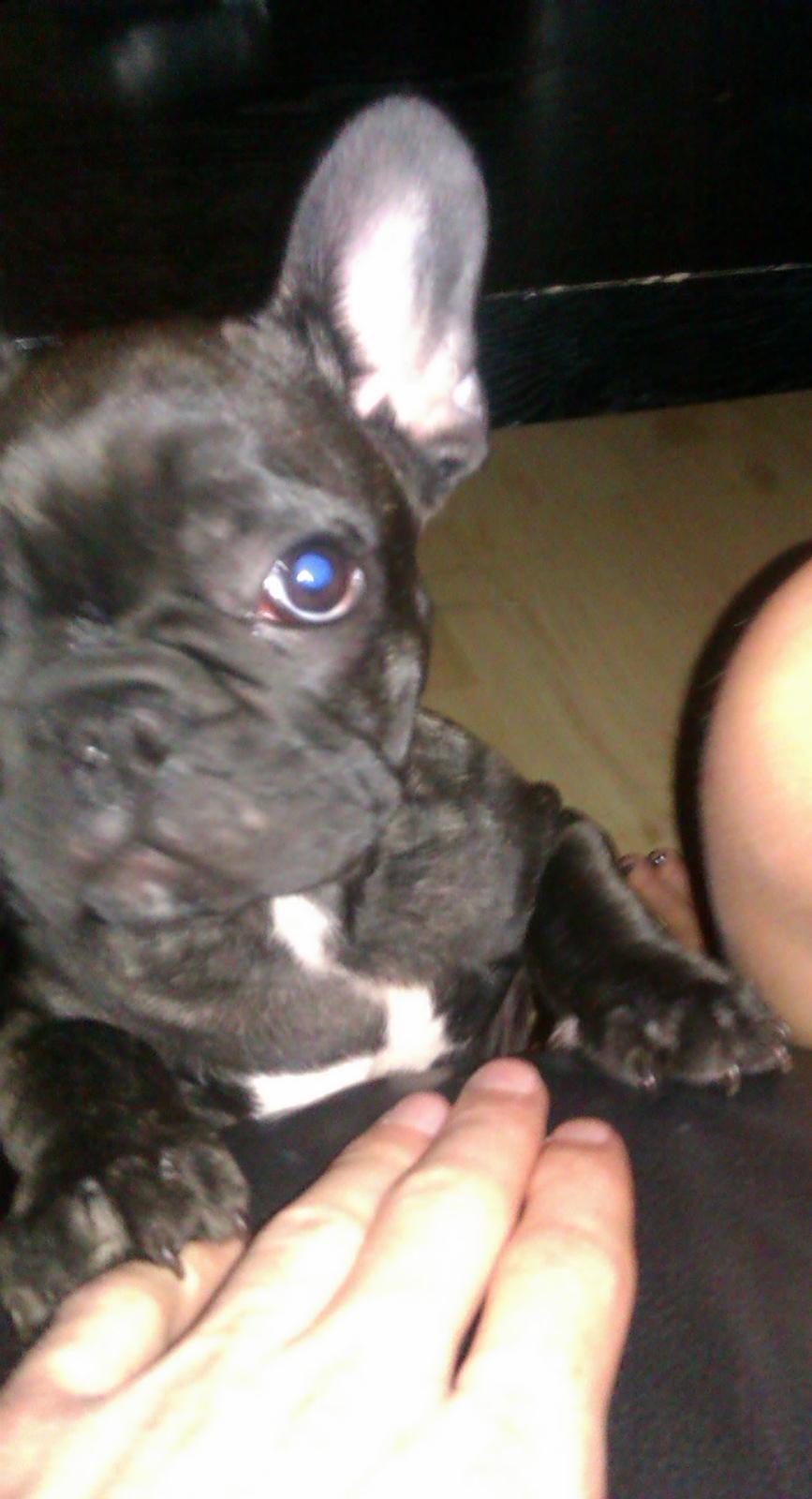 Fransk bulldog Alfonce billede 4