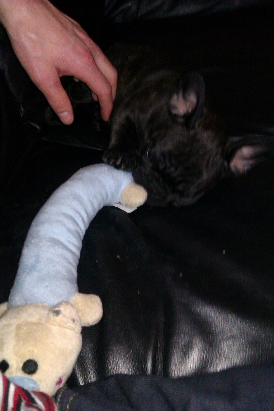 Fransk bulldog Alfonce billede 6