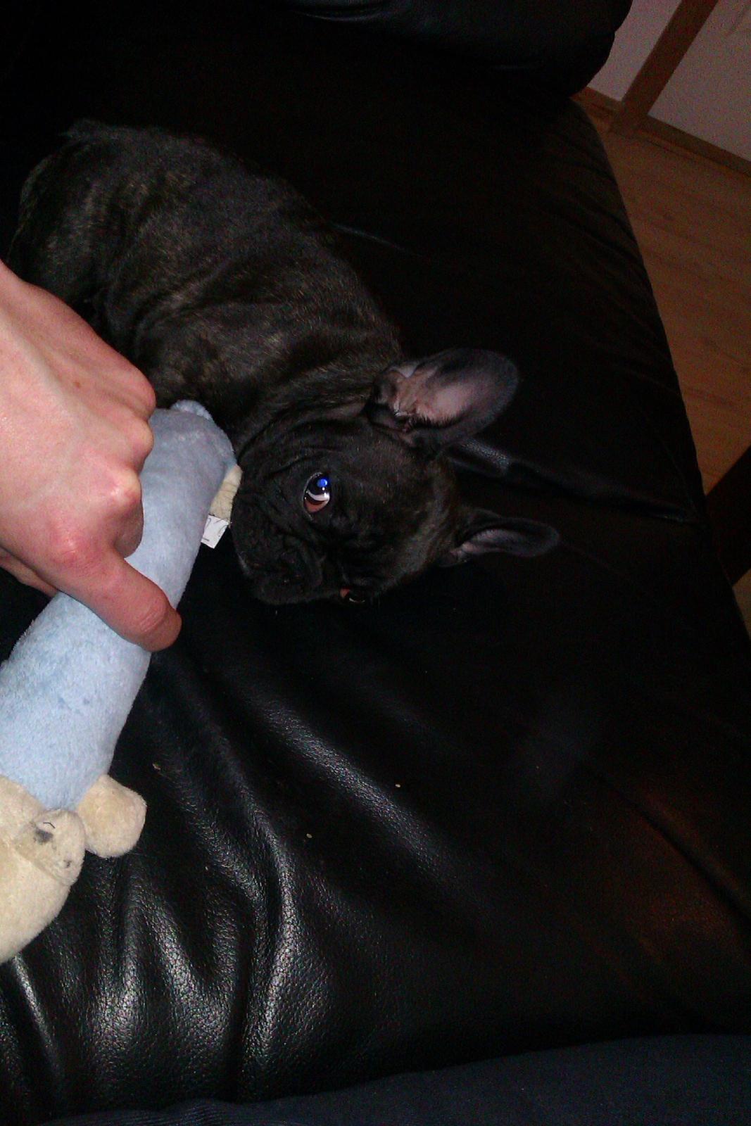 Fransk bulldog Alfonce billede 7