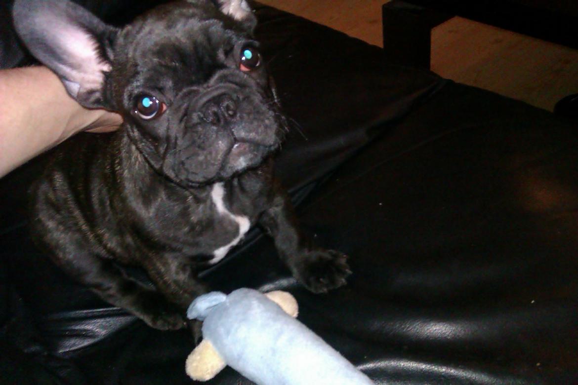 Fransk bulldog Alfonce billede 8